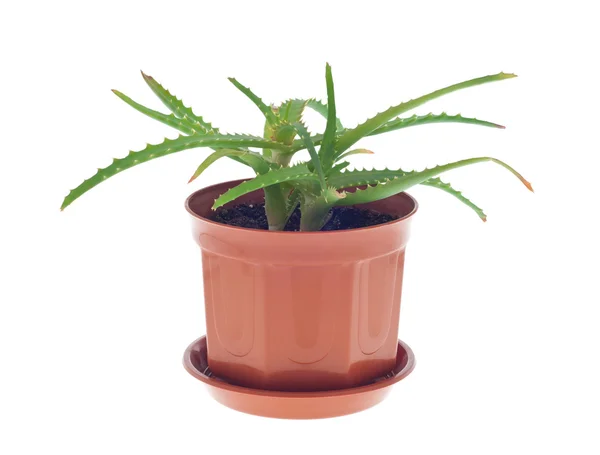 Kaktus Aloe — Stok Foto