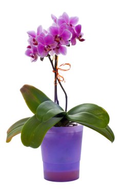 Orchid clipart