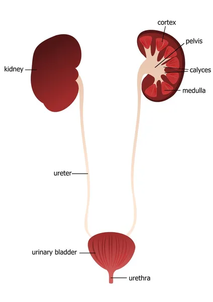 Kidney, urethra, ureter — Stock Vector