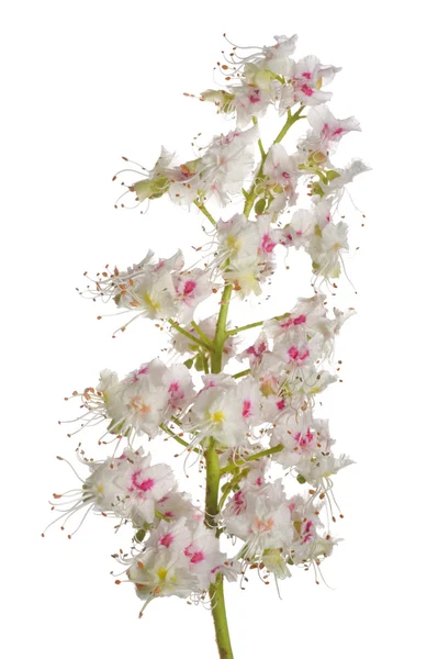 Fiore di castagno — Foto Stock