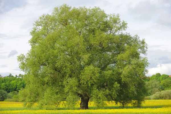 Big single willow tree — Stock Photo, Image