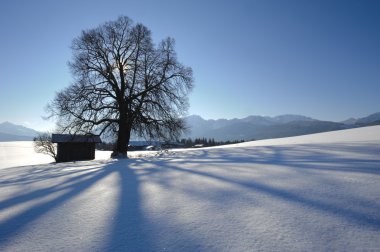 Single tree in winter clipart