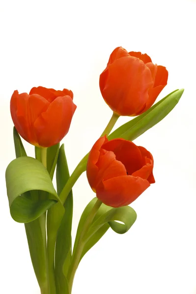 Tři tulipány — Stock fotografie