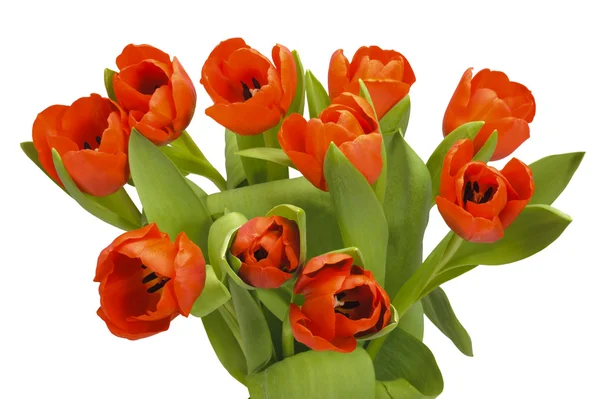Банкетные тюльпаны — стоковое фото