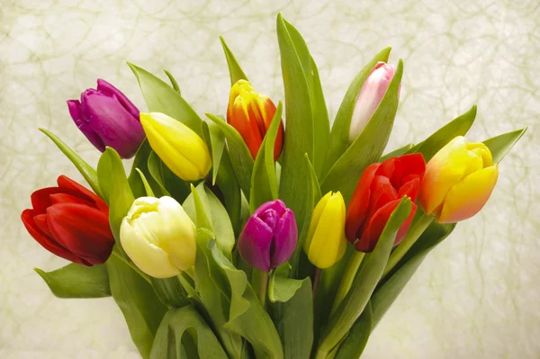 Bando de tulipas — Fotografia de Stock