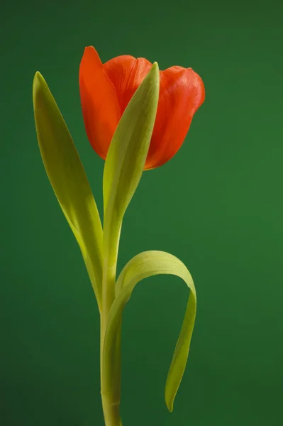 stock image Single tulip