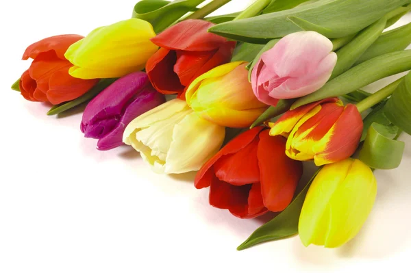 Kilka tulipany — Zdjęcie stockowe