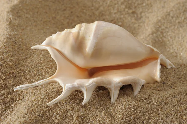 Shell op zand — Stockfoto