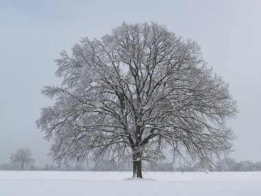 Kışın ağaç