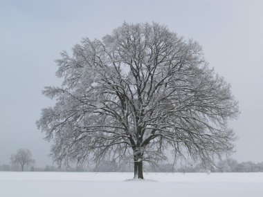 Tree in winter clipart