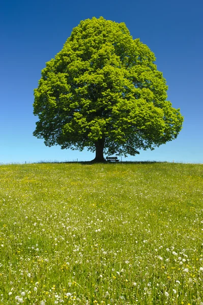Одномісний linden дерево — стокове фото
