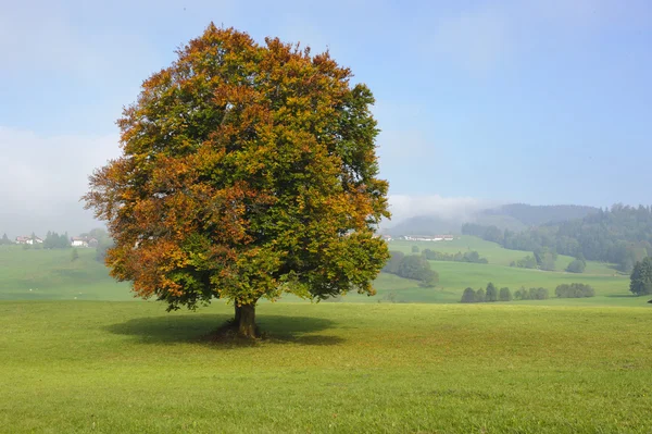 Pojedynczy Buk drzewo — Zdjęcie stockowe
