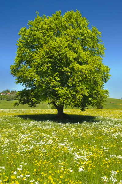 Single beech tree — Stock Photo, Image