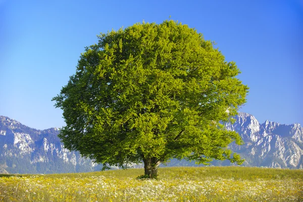 Одно буковое дерево — стоковое фото