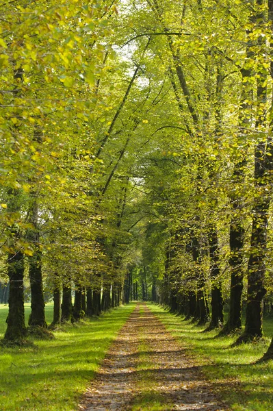 stock image Tree alley