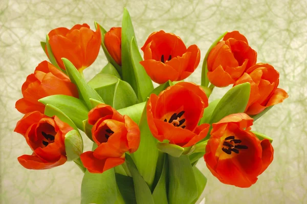 Banda tulipány — Stock fotografie