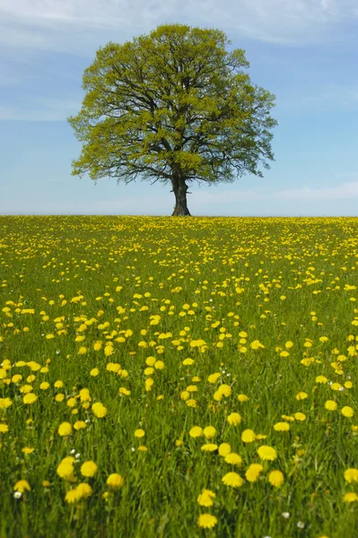 Enda linden tree — Stockfoto