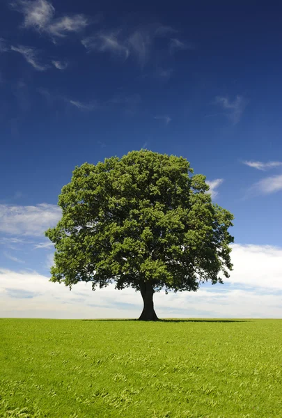 Single linden tree — Stock Photo, Image