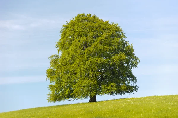Tek kayın ağacı — Stok fotoğraf