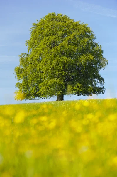 Enda bok träd — Stockfoto