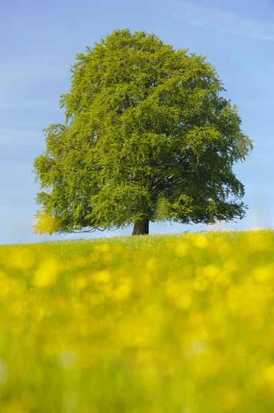 Single beech tree — Stock Photo, Image