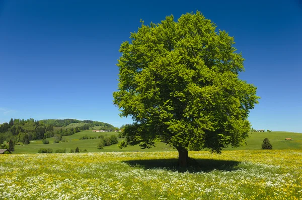 Pojedynczy Buk drzewo — Zdjęcie stockowe