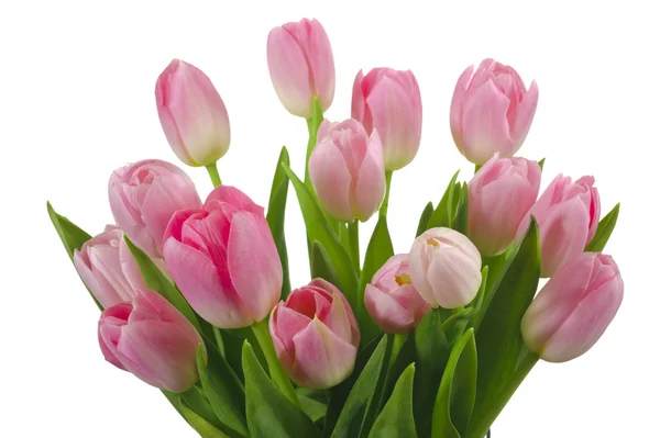Manojo de tulipanes —  Fotos de Stock