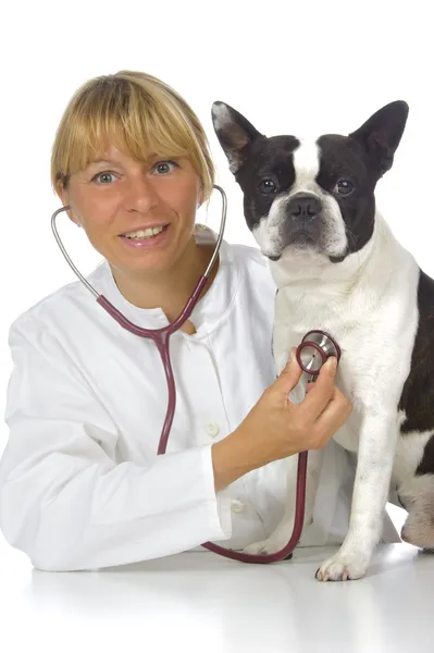 Médico veterinário — Fotografia de Stock