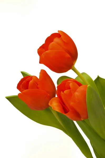 Tres tulipanes — Foto de Stock