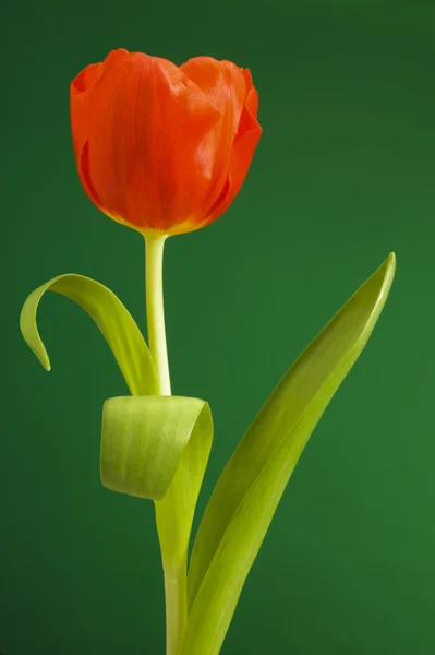 Tulipa como dançarina — Fotografia de Stock