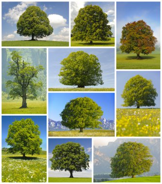 Big trees clipart