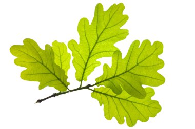 Oak leaf clipart