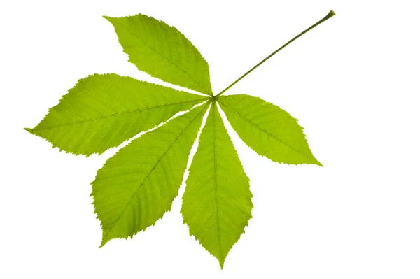 Chestnut leaf — Stock Photo, Image