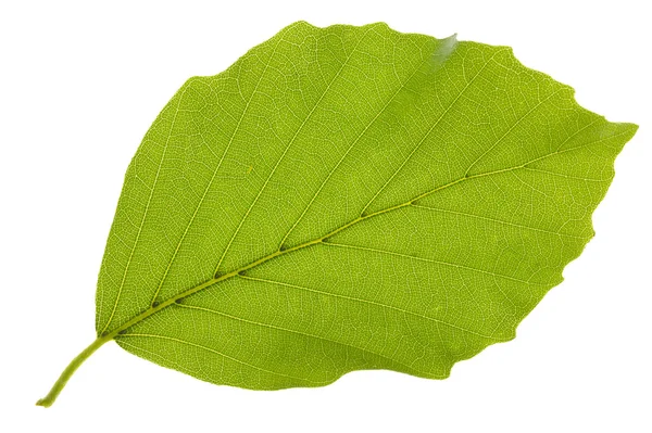 Буковый лист — стоковое фото