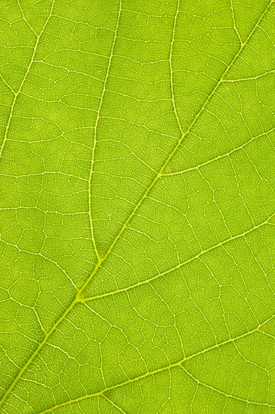 Lipa liść — Zdjęcie stockowe