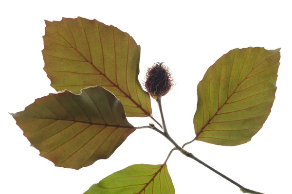 Kayın ağacı yaprağı — Stok fotoğraf