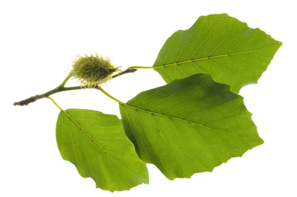 Beech blad — Stockfoto