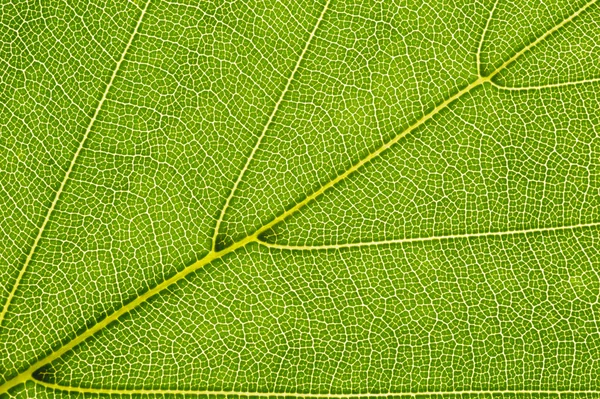 Buk liść — Zdjęcie stockowe