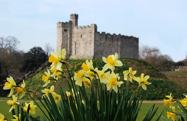 Cardiff Castle, in Wales, behind Daffodils, the Welsh national flower — Stock Photo, Image