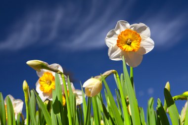 Daffodil and blu sky