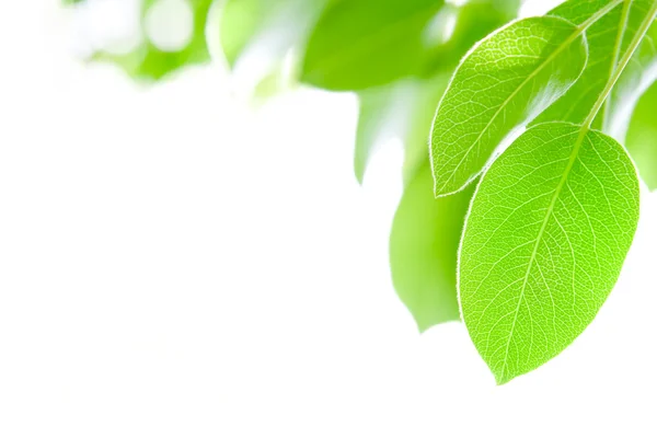 stock image Green leaves