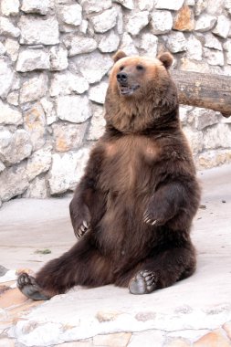 Brown bear is sitting clipart