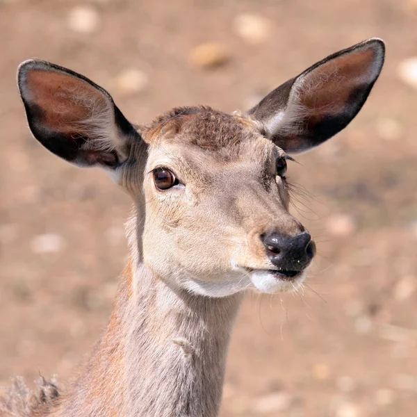 Antilop arıyor — Stok fotoğraf
