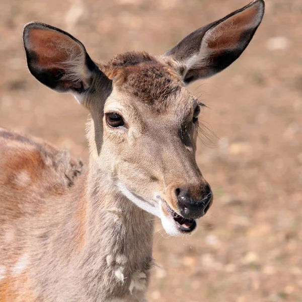Antelope is laughing — Stock Photo, Image