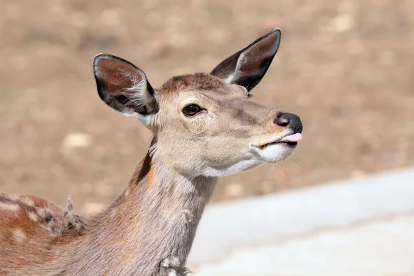Antilopy se ukazuje její jazyk — Stock fotografie