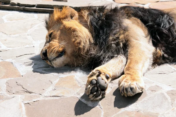 O Leão está a dormir. — Fotografia de Stock
