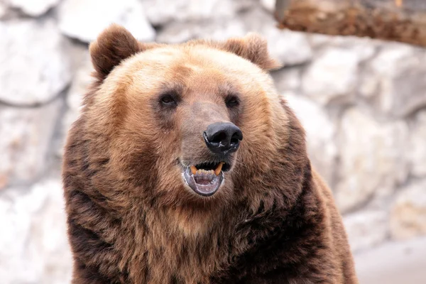 Brown beruang sedang duduk — Stok Foto