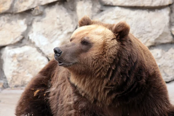 Sedící medvěd hnědý — Stock fotografie