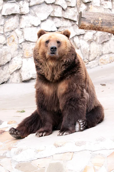 Brown bear is sitting — Stock Photo, Image