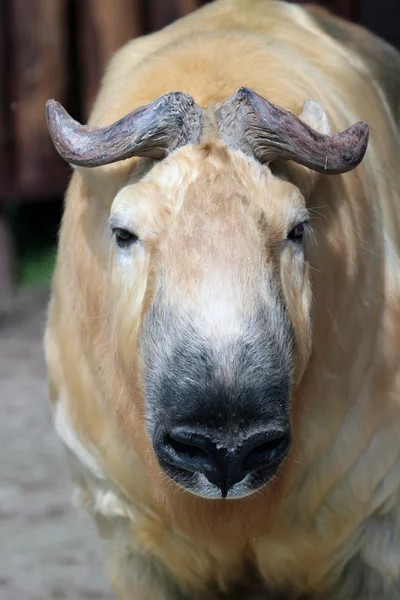 Een takin — Stockfoto